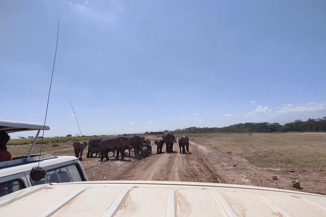 Day Tour to Amboseli National Park - Itinerary and Activities