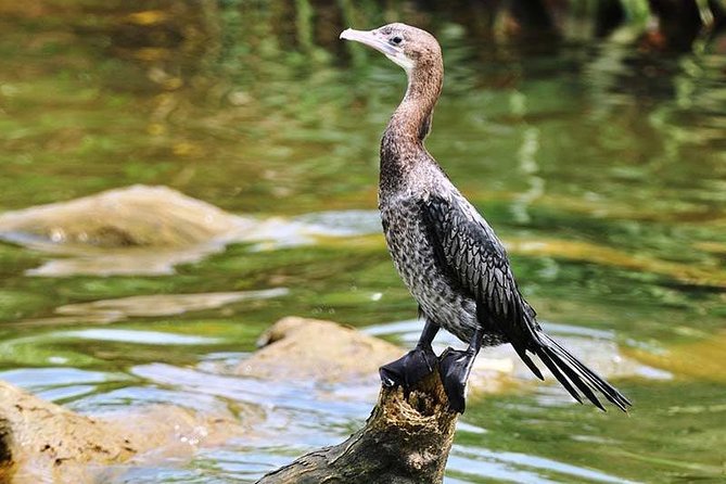 Day Tour to Anawilundawa Wetland Sanctuary - Birdwatching Opportunities