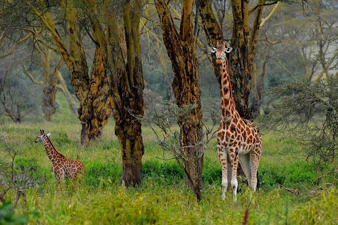 Day Tour To Lake Nakuru Park With Optional Boat Ride on Lake Naivasha - Highlights of the Experience