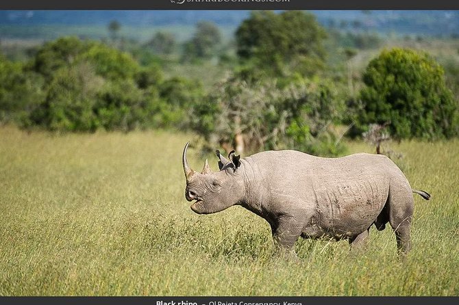 Day Tour to Ol Pejeta Conservancy - Unique Wildlife Experiences