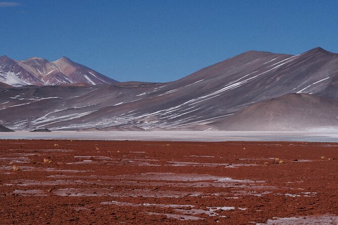 Day Tour to Piedras Rojas and Altiplanic and Chaxa Lagoons