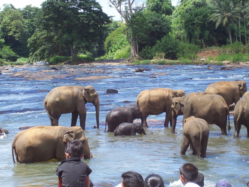 Day Tour to Pinnawala Elephant Orphanage With Indika - Itinerary and Experience