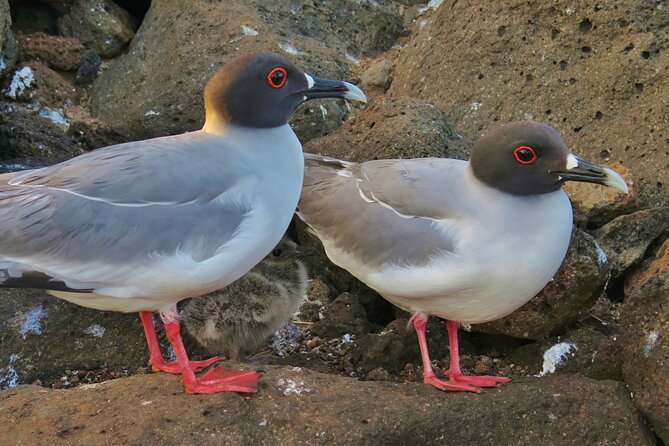 Day Tour to San Cristobal Island With Private Land Tour and Snorkeling - Meeting and Logistics