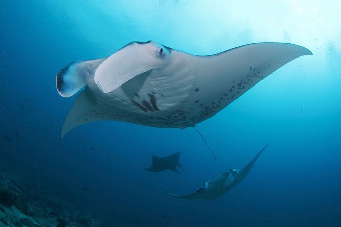 Day Trip Discover Scuba Dive in Nusa Penida 2 Dives (From Sanur - South Bali) - Dive Sites in Nusa Penida