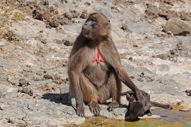 Day Trip From Addis Ababa To Debre Libanos & Portuguese Bridge - Highlights of Debre Libanos