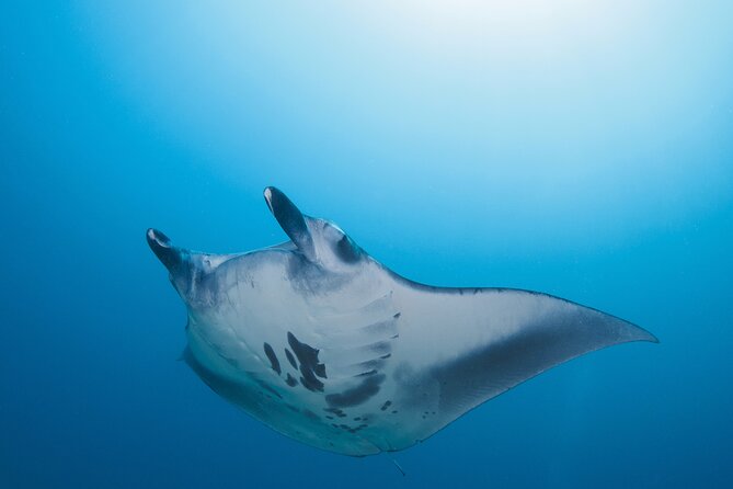 Day Trip Snorkeling Nusa Penida - Manta 3 Sites (From South Bali) - Detailed Itinerary