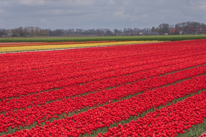 Day Trip to Famous Tulip Route in Noordoostpolder From Amsterdam ...