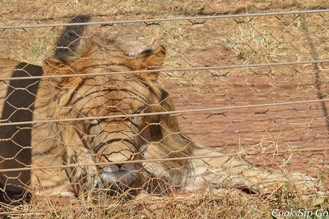 Day Trip To Menagesha Suba Forest - Traveler Reviews and Ratings