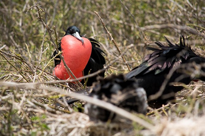 Day Trip to North Seymour Island From Puerto Ayora - Itinerary and Experience