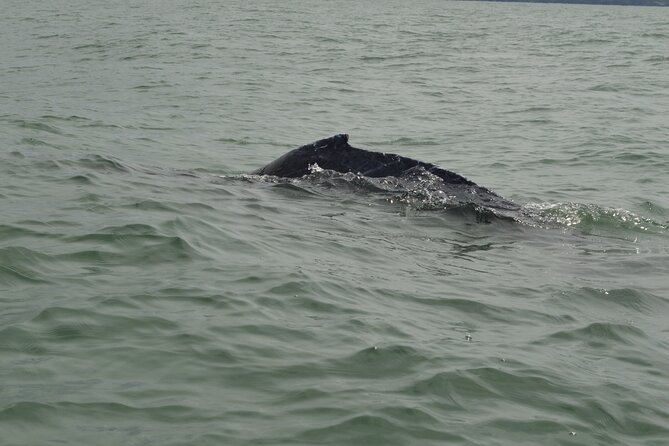 Day Trip – Whale Watching From Cali #Ecoliving - Whale Watching Experience