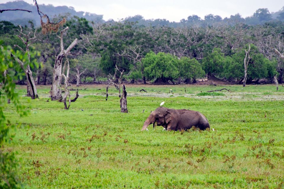 Day With Elephants at Udawalawe National Park & Transit Camp - Tour Details