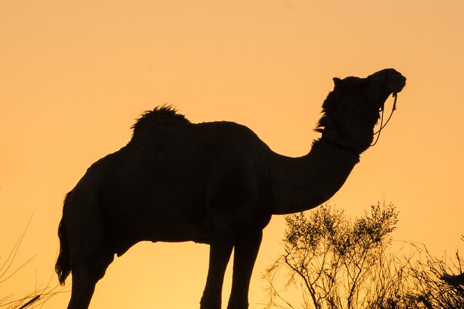 Deluxe Desert Experience & Cultural Night - Journey to Kuldhara Ghost Village