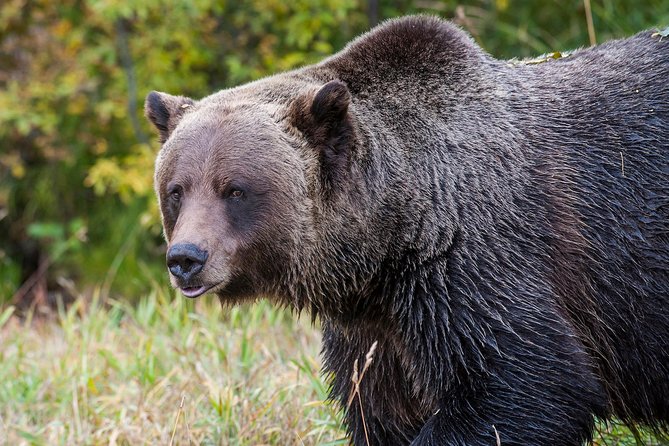 Discover Grizzly Bears From Banff - Detailed Itinerary and Activities