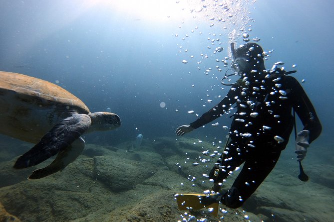 Discover Scuba Diving Experience in Turtle Habitat - Meeting Information