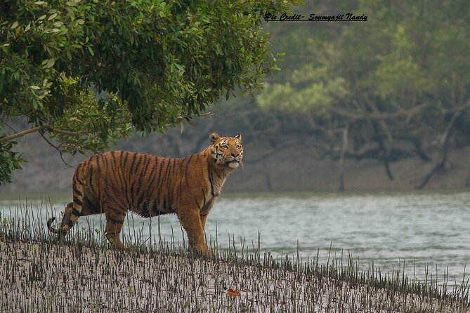 Discover Sundarbans Wildlife in Mangroves Same Day From Kolkata - Unique Flora and Fauna