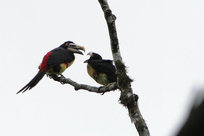 Discovering The World of Birds - Meeting and Pickup