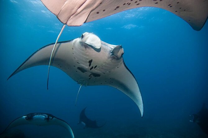 Diving With Manta Ray at Nusa Penida - Best Time to Dive