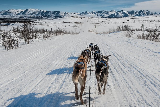 Dog Sledding - Subarctic Wilderness Tour - Experience Details