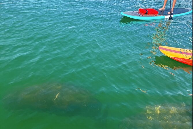 Dolphin and Manatee Tour of Marco Island by Kayak or SUP - Wildlife Encounters