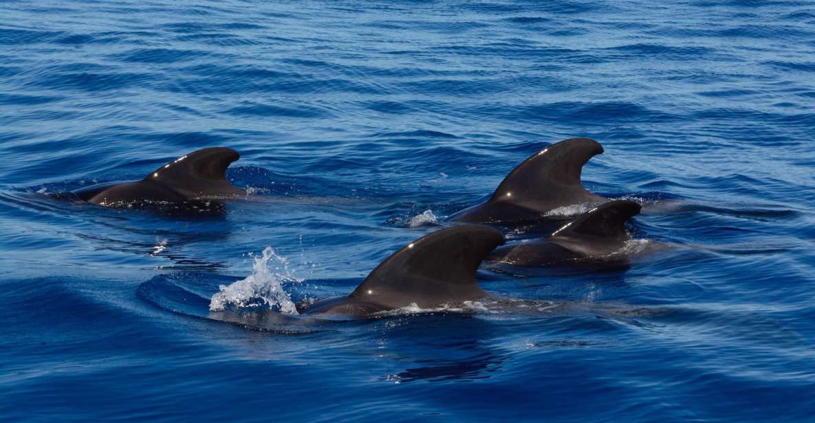 Dolphin and Whale Watching in Negombo - Wildlife Experience