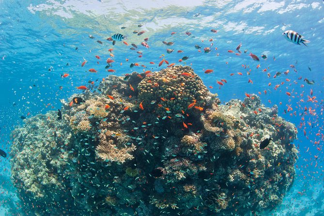 Dolphin House Royal VIP Special Day Snorkeling Sea Trip With Lunch - Hurghada - Pricing and Payment Options