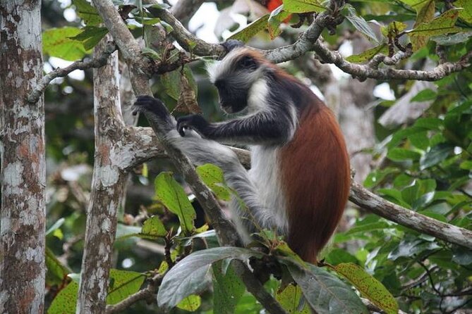 Dolphin Tour, Jozani Forest, Jambiani Kuza Cave, Paje Beach &The Rock Restaurent - Exploring Jozani Forest