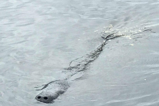 Dolphin Tours Along and Near the Beautiful Indian River Lagoon - Pricing and Booking Information