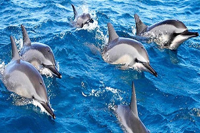 Dolphin Watching and Snorkeling Tour From Muscat - Snorkeling Adventure