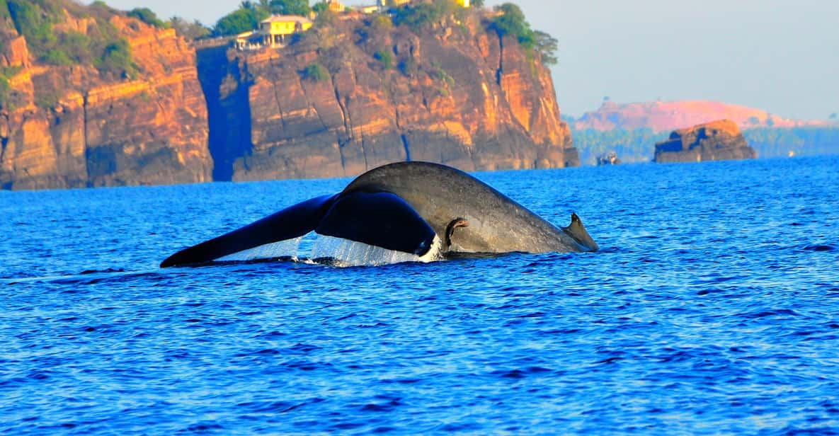 Dolphin & Whale Watching East Coast - Experience Overview