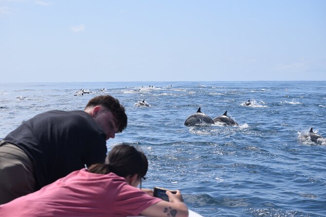 Dolphin & Whale Watching - Guided Tour Details and Participation