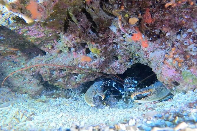 Double Dive in the Capo Carbonara Marine Protected Area, for Patents. - Included Services