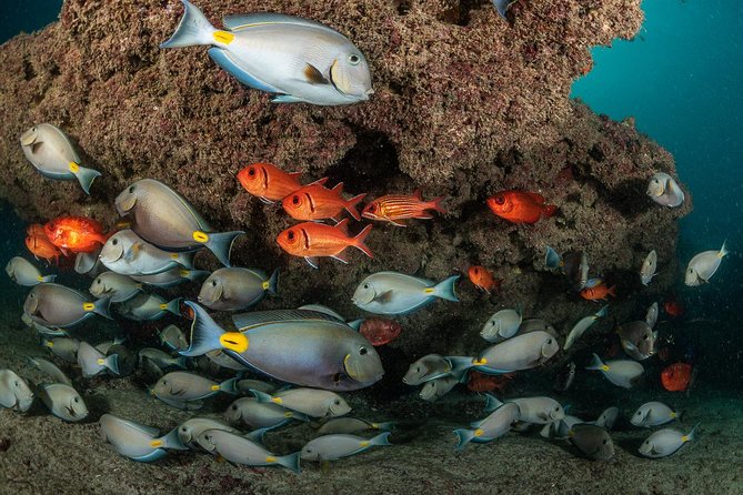 Double Diving in Sal Island - Half Day - Meeting and Pickup Information