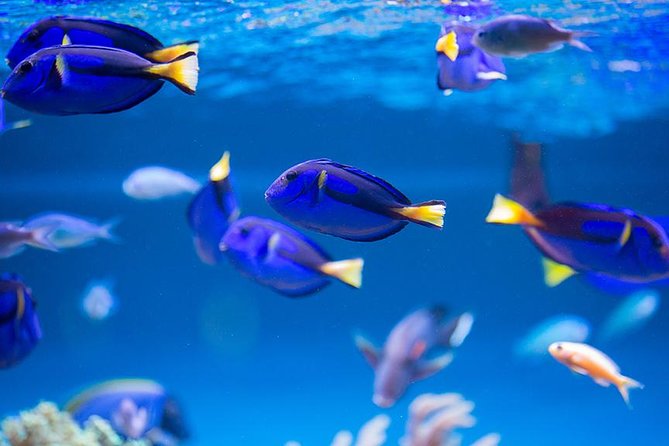 Dubai Mall Aquarium & Underwater Zoo - Navigating the Walkthrough Tunnel