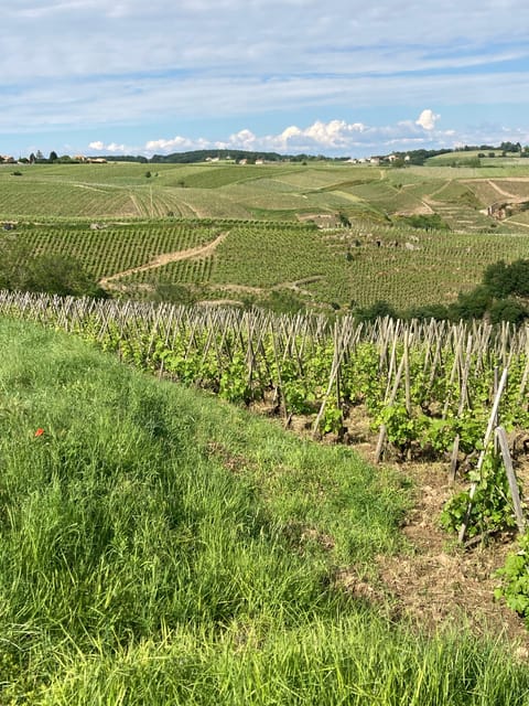 DUO PARENTS CHILDREN WINE CÔTE-RÔTIE TOUR VISIT - Itinerary and Locations