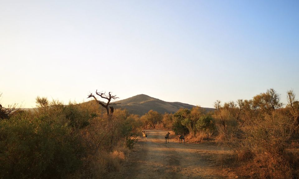 Durban: Hluhluwe Big 5 Safari With Pro Zeiss Binoculars - Small Group Experience