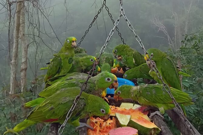 Eco Adventure and Volunteering at the Parrot Sanctuary in Bolivar - Activity Details