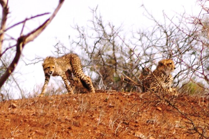 Economic 1-Day Kruger Safari From Maputo - Highlights of the Safari Experience
