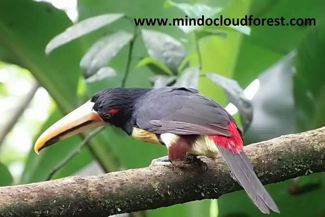 Ecuador Birds Tour & Mindo Cloud Forest - by Richard Hernandez - Tour Details