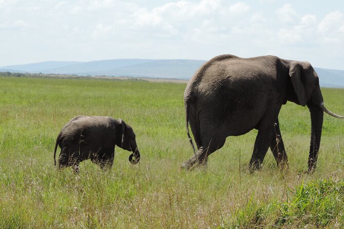 Elephant Orphanage and Giraffe Center Day Tour in Nairobi - Highlights of the Elephant Orphanage