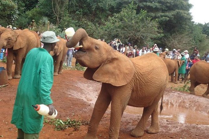 Elephant Orphanage & Giraffe Centre Tour - Giraffe Centre Experience