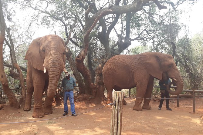 Elephant Sanctuary Tour From Johannesburg or Pretoria - Transportation Details