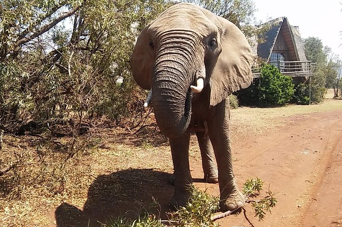 Elephant Walk Guided Half Day Tour From Johannesburg - Pricing and Booking Information