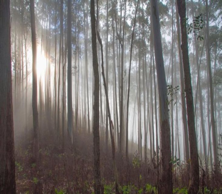 Ella Rock: Sunrise Hike With a Guide - Itinerary and Experience