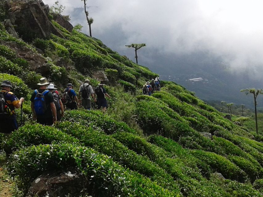 Ella: Trekking Through Sri Lankan Tea Plantation & Picnic - Experience Highlights