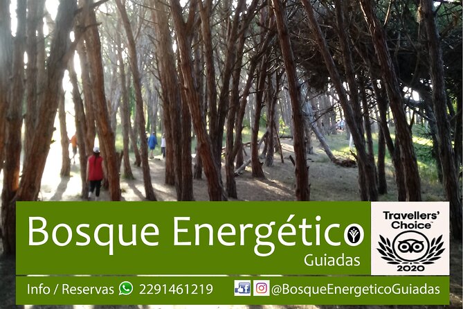 Energetic Forest: Guided Tour - Guided Walking Experience