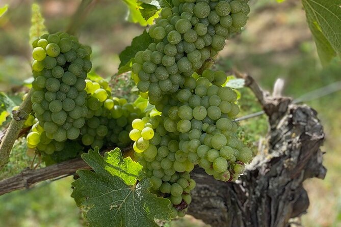 English Speaking Loire Winery Tours Pickup From Amboise or Tours - Meeting and Pickup Options