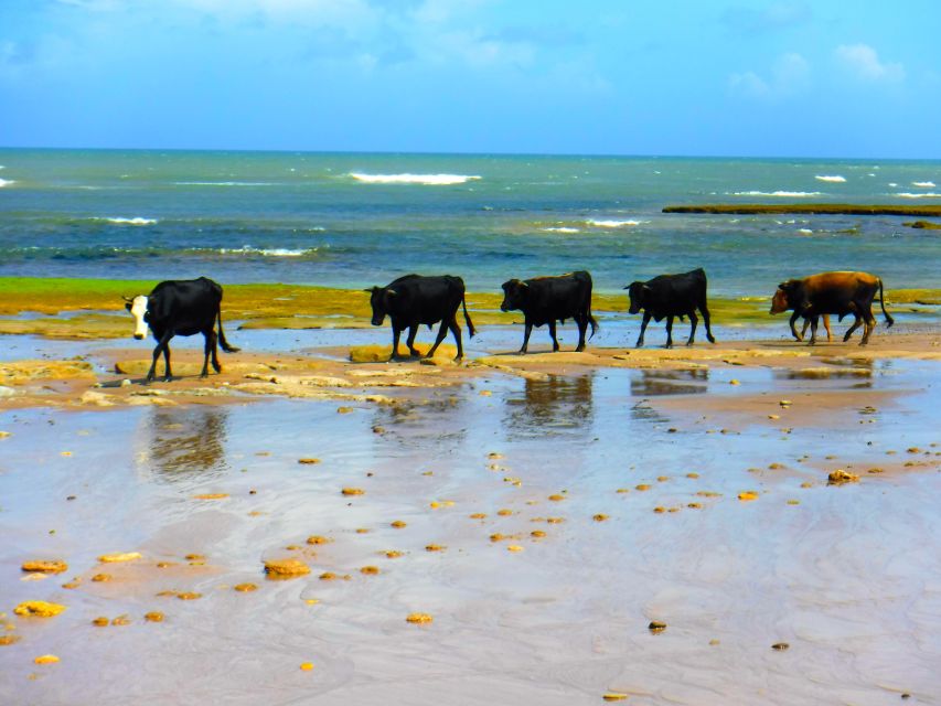 Essaouria: Beach & Big Dunes 2-Hour Quad Biking Tour