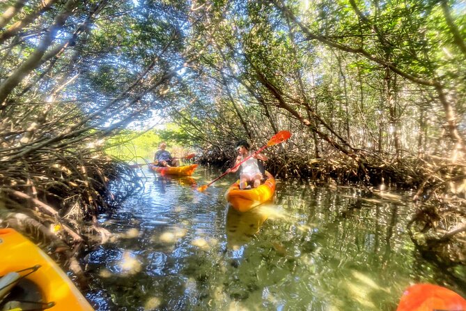 Exclusive Kayak Expedition: Exploring the Mangroves to Shell Key - Preparing for the Kayak Adventure