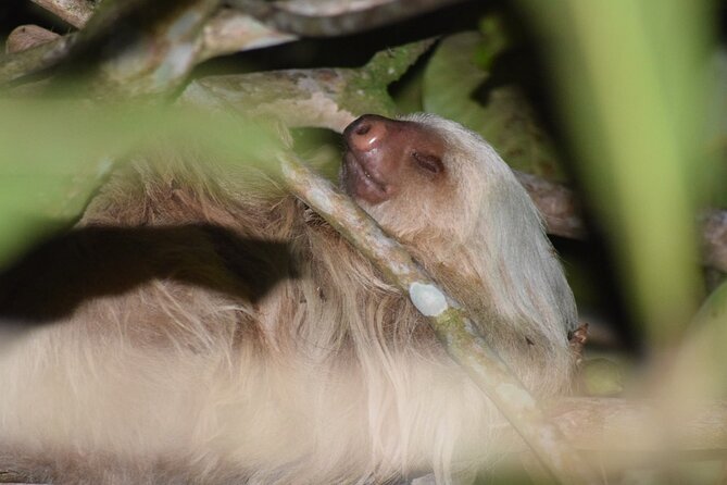 Exclusive Night Walk in La Fortuna and Natural Frog Garden . - Tour Details