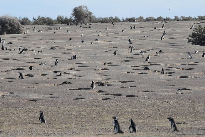 Exclusive Punta Tombo Penguin Rookery With Box Lunch and Entry Fee - Included in the Tour